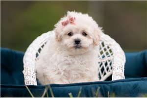 Trishelle - Malti Poo - Maltipoo for sale