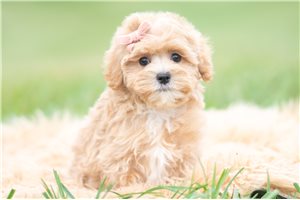 Holland - Maltipoo for sale