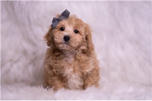 Nasir - Malti Poo - Maltipoo for sale