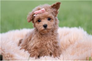 Jenny - Malti Poo - Maltipoo for sale