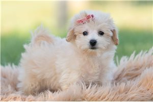 Freya - Malti Poo - Maltipoo for sale