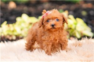 Doodle - Malti Poo - Maltipoo for sale