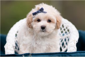 Dorry - Malti Poo - Maltipoo for sale