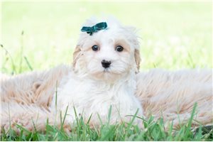 Jace - Malti Poo - Maltipoo for sale