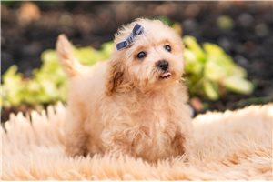 Dixon - Malti Poo - Maltipoo for sale