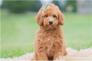Faith - Maltipoo for sale