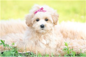Liza - Malti Poo - Maltipoo for sale