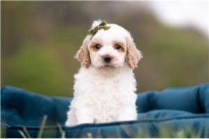 Damon - Malti Poo - Maltipoo for sale