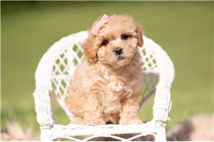 North - Malti Poo - Maltipoo for sale