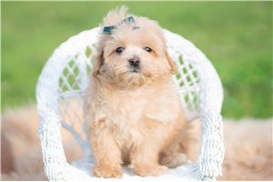 Kris - Malti Poo - Maltipoo for sale