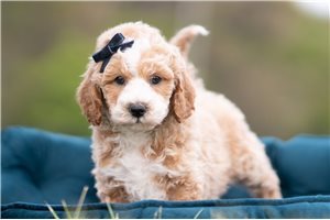 Benson - Malti Poo - Maltipoo for sale