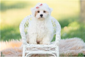 Aaron - Malti Poo - Maltipoo for sale