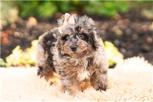 Dior - Maltipoo for sale