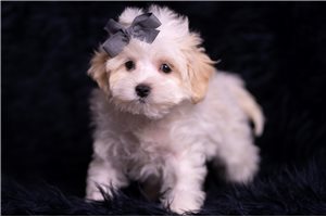 Nelson - Malti Poo - Maltipoo for sale