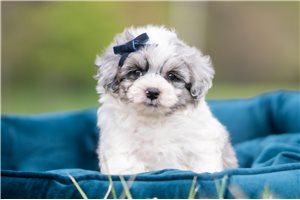 Keith - Malti Poo - Maltipoo for sale