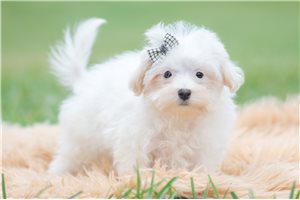 Fleetwood - Maltipoo for sale