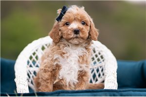 Preston - Malti Poo - Maltipoo for sale