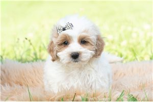 Halo - Malti Poo - Maltipoo for sale
