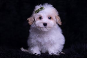 Neil - Malti Poo - Maltipoo for sale