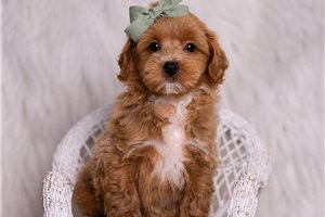 Otis - Malti Poo - Maltipoo for sale