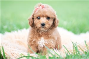 Tiana - Maltipoo for sale