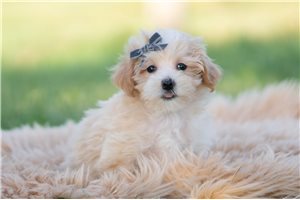 Foster - Malti Poo - Maltipoo for sale