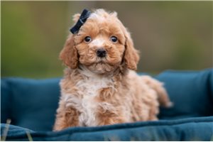 Preston - Malti Poo - Maltipoo for sale