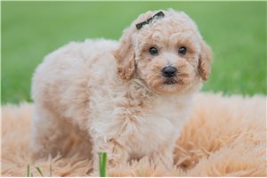 Sammy - Malti Poo - Maltipoo for sale