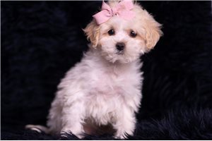 Nayeli - Malti Poo - Maltipoo for sale