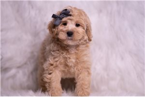 Nash - Malti Poo - Maltipoo for sale