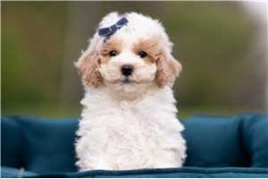 Mickey - Malti Poo - Maltipoo for sale