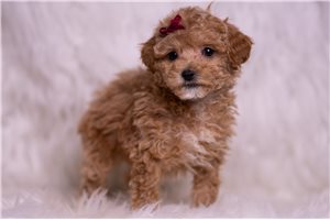 Karen - Malti Poo - Maltipoo for sale