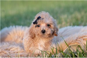 Oakley - Malti Poo - Maltipoo for sale