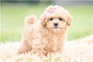 Hazel - Maltipoo for sale