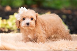 Dodge - Malti Poo - Maltipoo for sale