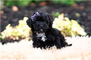 Donna - Malti Poo - Maltipoo for sale