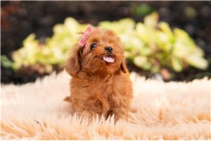 Dora - Malti Poo - Maltipoo for sale
