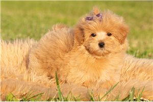 Nadia - Malti Poo - Maltipoo for sale
