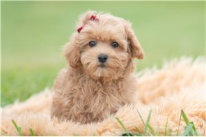 Goldie - Maltipoo for sale