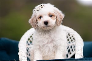 Julien - Malti Poo - Maltipoo for sale