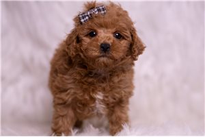 Tango - Malti Poo - Maltipoo for sale
