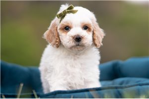 Damon - Malti Poo - Maltipoo for sale