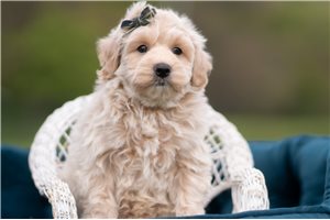 Charles - Malti Poo - Maltipoo for sale