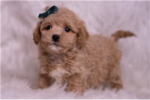 Orion - Malti Poo - Maltipoo for sale