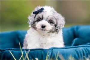 Keith - Malti Poo - Maltipoo for sale