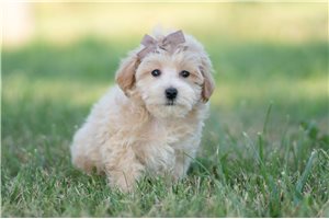 Finley - Malti Poo - Maltipoo for sale
