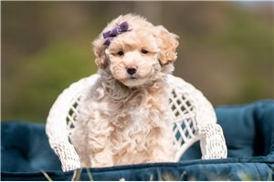 Lisa - Malti Poo - Maltipoo for sale