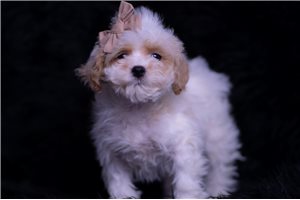 Noor - Malti Poo - Maltipoo for sale