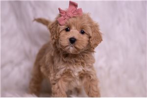 Opal - Malti Poo - Maltipoo for sale
