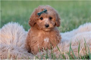 Omega - Malti Poo - Maltipoo for sale
